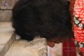 Thumbnail for version as of 07:42, 15 January 2021