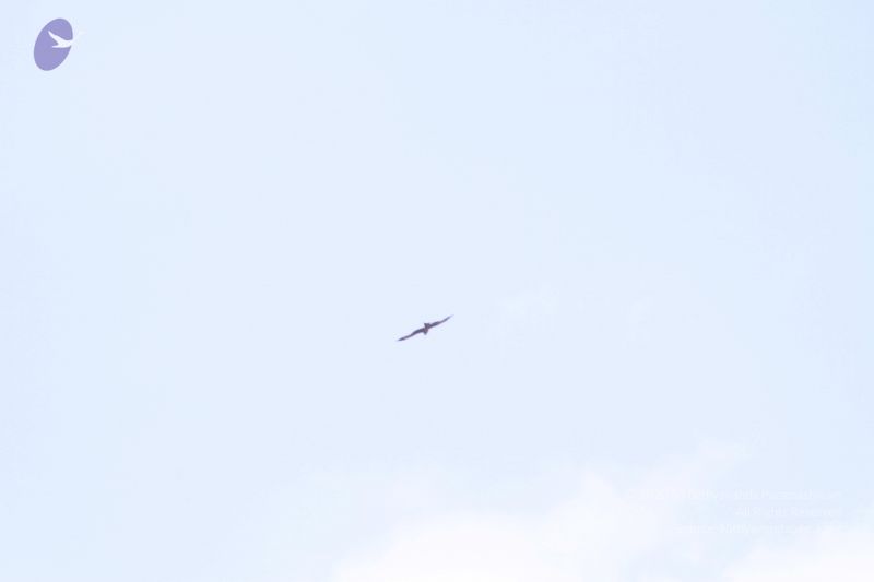 File:20130310 Photo 1775 1NIy42pou67A4UnEaPdLk9aaWxOpg5kIe.JPG