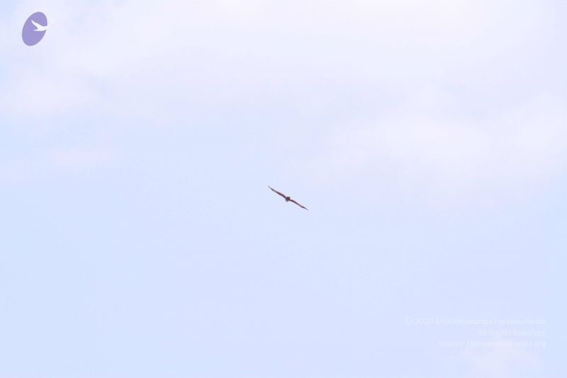 File:20130310 Photo 1788 16qR37dCRINOcLOFlxIg-6qGVkSCyFV2i.JPG