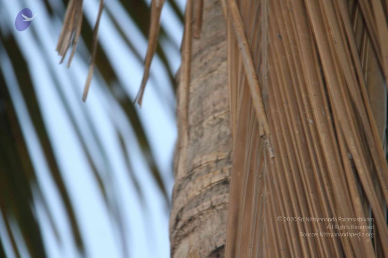 File:20130322 Photo 1009 1PJ 4QNzQh0ik51MExpAivFgm9BR4pwiC.JPG