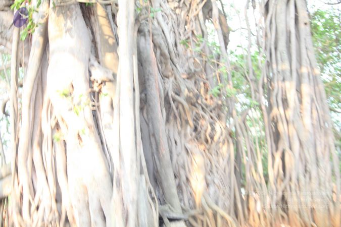 20130423 Photo 1108 1mVC25kyqvV9nSpQZ3wWQN9lDWS64hGei.JPG