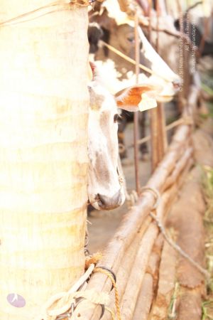 20130514 Photo 1175 1dqYWwqvcEeTdhlXsbij2WMEiRgXZcaCd.JPG