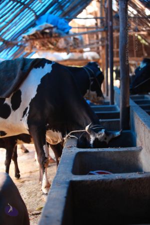 20130514 Photo 1408 1pyp4dJLF8hhk fl1iFOCAn19CR5bpJ6O.JPG