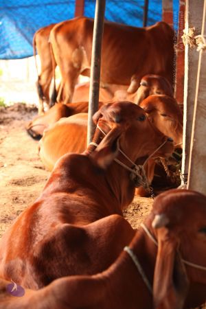 20130514 Photo 1413 1vLtooAoatSTA-hPP0E1v2d95eRJrCm2D.JPG