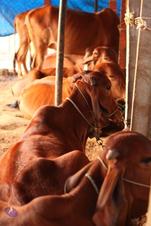 20130514 Photo 1414 1XPCR3rtYEcqvXal2s8njOr EaYU3WlqV.JPG