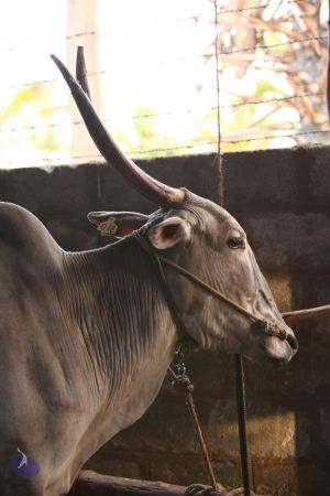 20130514 Photo 1429 11ZOALlrrcEgc 5LJcZKcp5kM-Rz dMdC.JPG