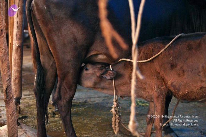 20130514 Photo 1433 1cIZjf0EYKP1fSlz5CCzwO7FhL7TKPIhX.JPG