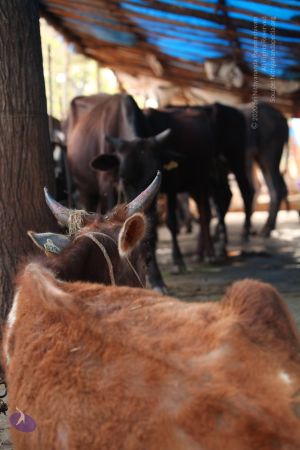 20130514 Photo 1447 1-ADx9SGzmvvKnStpCeinuwjhut7119m7.JPG