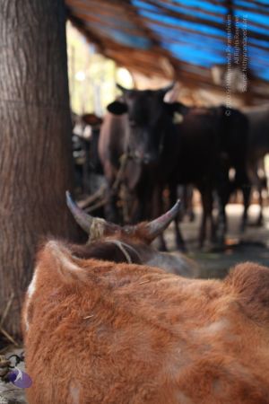 20130514 Photo 1448 1U9cVij0g5dQD7fJnpONQCf5iv8yxNI0Z.JPG