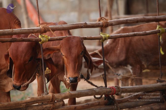 20130518 Photo 1086 128qrL6uW5lQQicILR0PWvgO4rFy9K8Dg.JPG