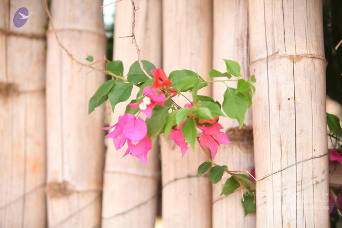 20130526 Photo 1127 1yqnPlVwGV3e45pvd1JvjS8FQmyMVH-C7.JPG