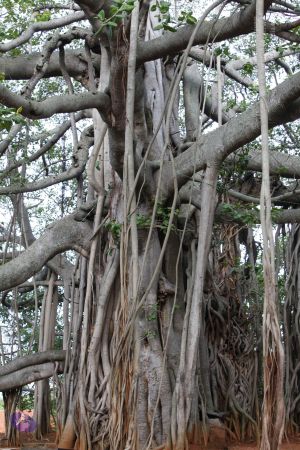 20130602 Photo 1010 1Hw2UJ9VInwHHPzGJ1 jgL6dRRn9e-TJ8.JPG