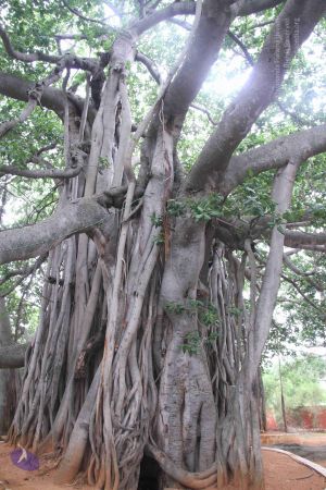 20130705 Photo 1020 1pYYatVmetvv7Qa-rBElRcZIG1lFijZY7.JPG