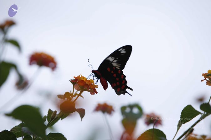 20130716 Photo 1153 14RMMK5LIVqrmy53Y7flk3YzzwfCvW1m5.JPG