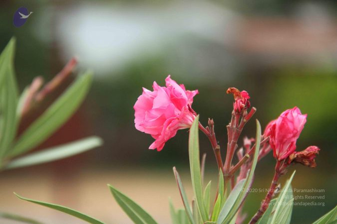 20130818 Photo 1149 1L0Kq1Rfx0kgV9OzIPzzdtdwBQxaTMGOt.JPG