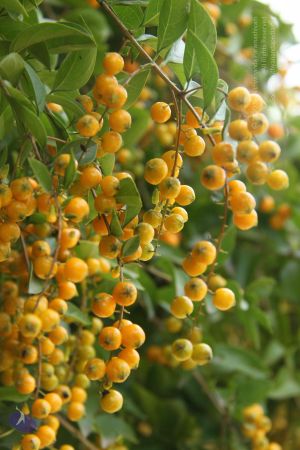 20130909 Photo 1047 1bUH3jqSQGEVK1hy1HWMi6DaNuP66vc7L.JPG