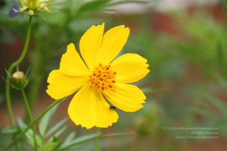 20130915 Photo 1059 15P0IWEIJ7zwujTvnc1jJJ27nA9ZRaik2.JPG