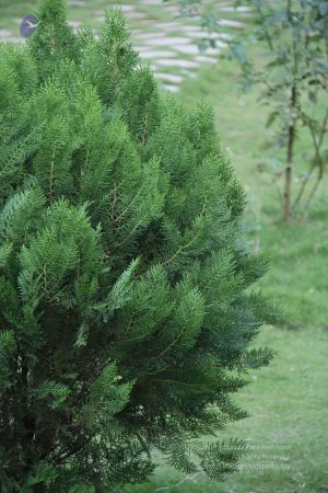 20130921 Photo 1321 11QhyJc0nIK4ygC4K8Di04ZrmomEvgdZy.JPG