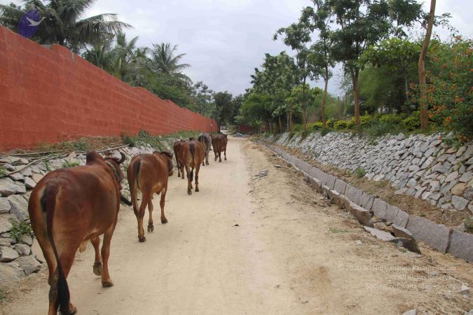 20130930 Photo 1013 1HLixLyADh9hoYCPdL775IXrXjz2gaPUD.JPG