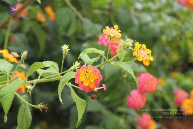 20131009 Photo 1086 17NnT6DxVNuOkhuWN3ZhYznxhMNSdsfGg.JPG