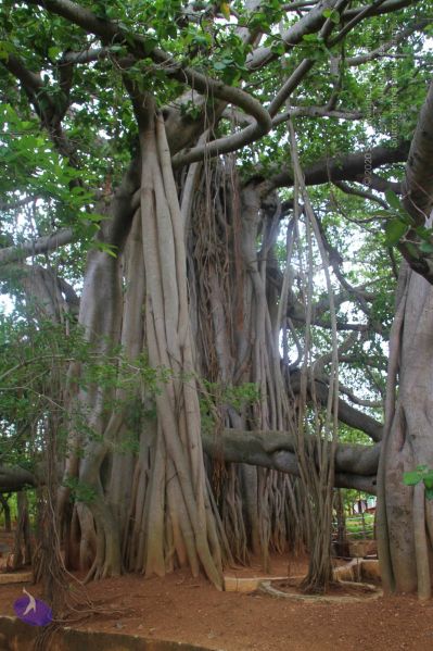 File:20140707 Photo 1057 19qlD5NgI4VhMd1j8V2YeQrxytfk9ergh.JPG