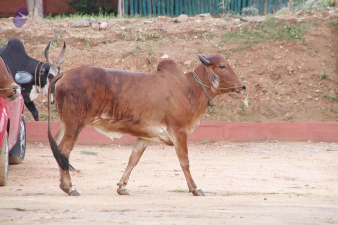 20140824 Photo 1879 1s3rjKwuuRHZr8Ha4dAEBD9gi6B3yu5-w.JPG