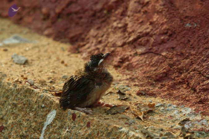 20140824 Photo 1886 1se-Pgyyql0UiH39zEfP0LwWKu1t1WG9s.JPG