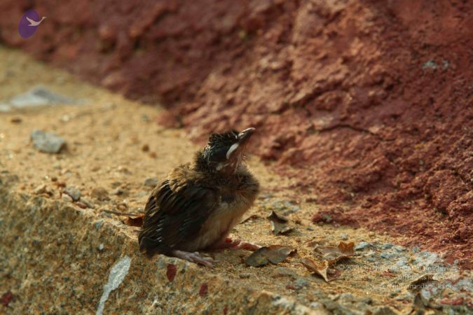 20140824 Photo 1887 1JDywfpqtHJyuJcO30tWtzoiomCe-73Xh.JPG