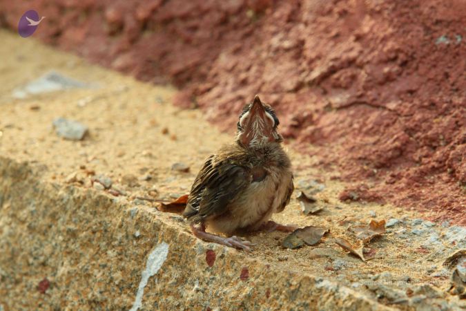 20140824 Photo 1889 10fGgEjheV4w1VEoPdEUi25i1ScCoGWt5.JPG