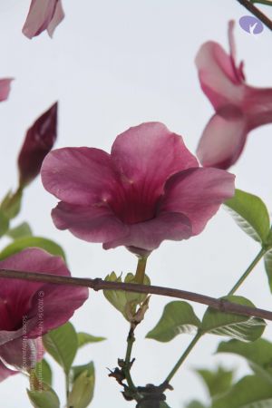 20140902 Photo 1018 1JCo0slp-tKRVmicJSgsu6-OW-e7-w V5.JPG