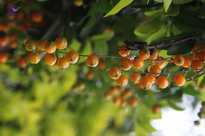 20140904 Photo 1044 17sxO70xLyFD JJFLdN1aVH5bWPsXsTe1.JPG