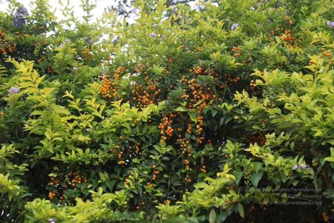 20140904 Photo 1045 1nYEIWBSWLol9D3fRizqHNrn YmskIzCr.JPG