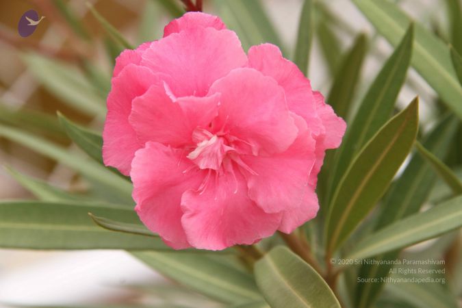 20140905 Photo 1141 1 mZ49cTKbgVKmScxJLNL3S9VIqtsRIss.JPG