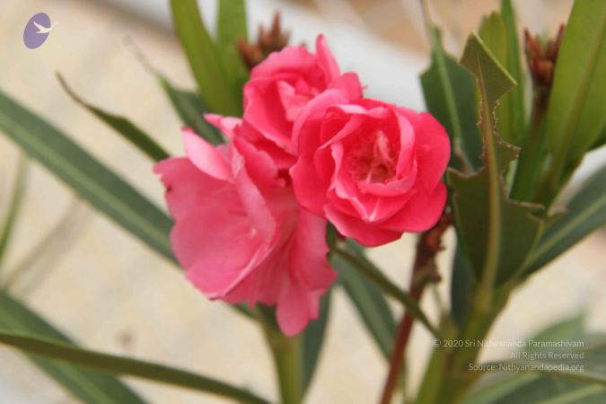 20140905 Photo 1142 1Ig tJMigZj8GrdKgt6-VC AgJYC4W ui.JPG