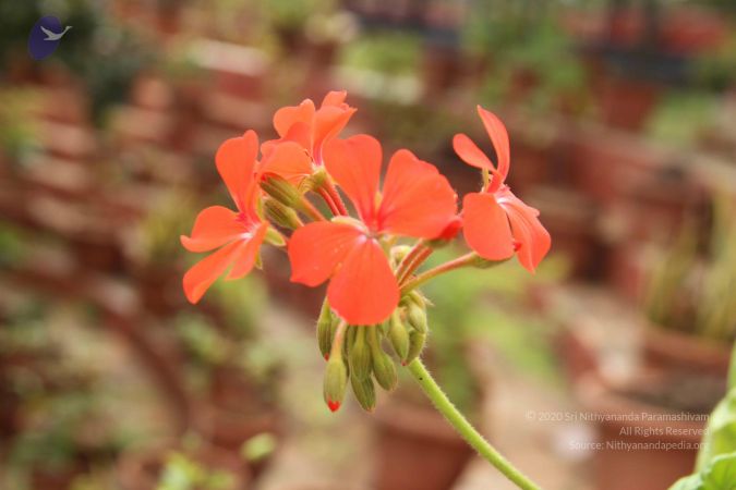 20140905 Photo 1151 1-TPVee9tEWtT0bdr~9R82VJYTvPl94x.JPG