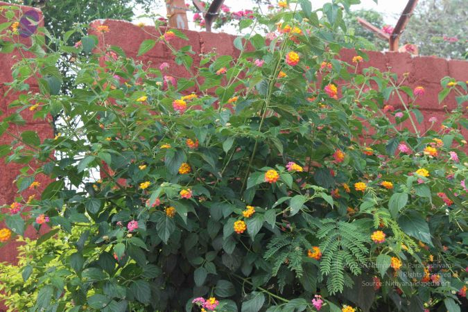 20140907 Photo 1556 1HW6iOsQaYnzWVUq63SbWECWxKJs7Ozkb.JPG