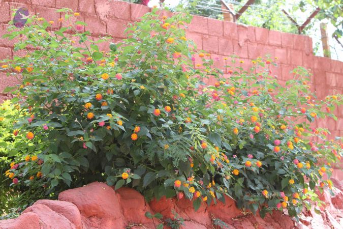 20140910 Photo 1059 16tRTx8u7NUN5q0XFkE7Ut4OX-qKXxuT8.JPG