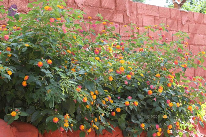 20140910 Photo 1060 1unXSzf6hA73jid6k5enf4V5drS8xZnKS.JPG