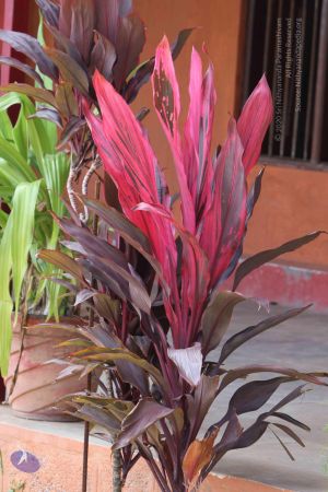 20140910 Photo 1063 148Z0XuW0HH7Ii2vLdxQ6GtpCX3aNs41J.JPG