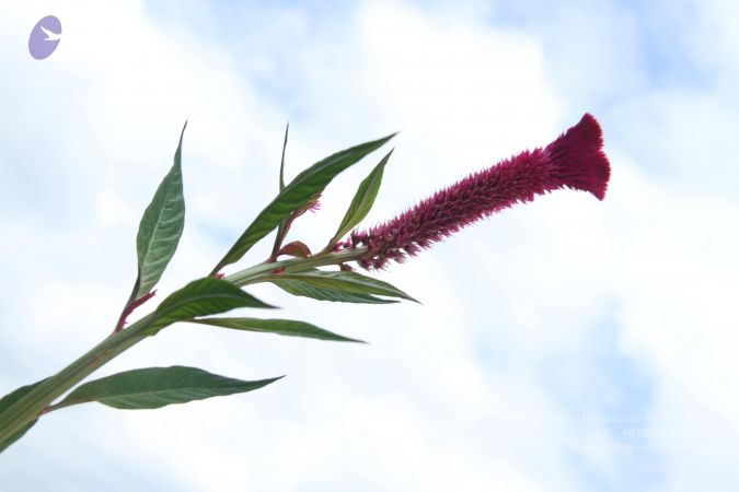 20140917 Photo 1047 1szVYd3CNzJ A6TgevKw3k-OR7QAo2sV7.JPG