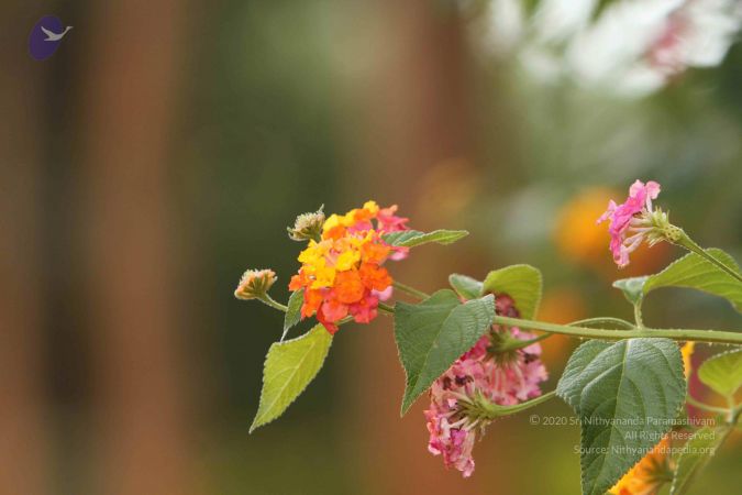 20140928 Photo 1061 1yiV8y2lgp7lV4EwyYNGBH6fQcVyLefDM.JPG