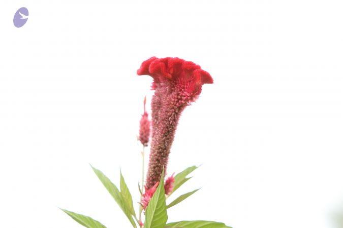 20140928 Photo 1082 1lLJrkYmzP4lRLlnSjuRFNHA4ARoGY0mW.JPG