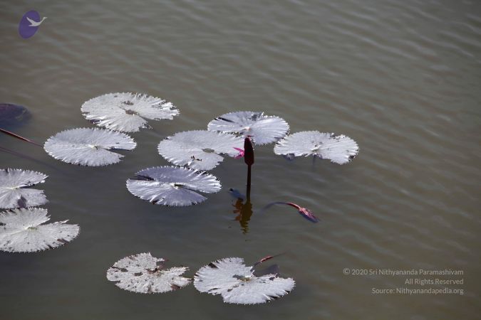 20141223 Photo 1022 18WhWgwJJoKKyWrH8D W1x50weir 1H94.JPG