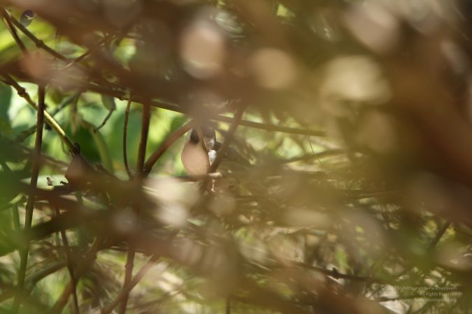 20160103 5F0A0373-080001.jpg