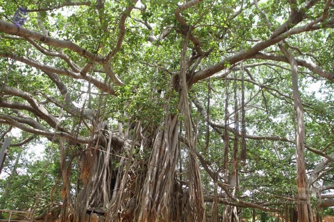 20160615 Photo 1229 1Y85DYsA4vfKcAyV43W9Li YPYC-XMEJp.JPG