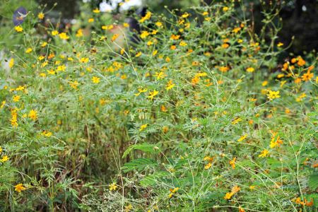 20160827 8209 CMP WM.jpg