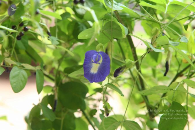 20160909 Photo 1022 1IUFmcVMZPUd27tSxKJvXVjcqP64itwfB.JPG