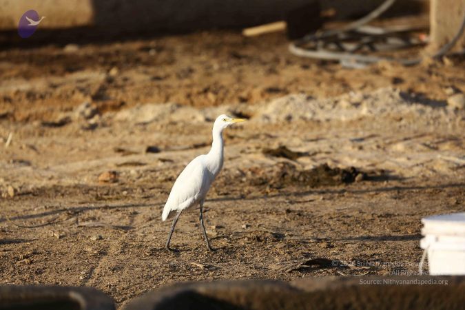 20161212 Photo 1883 1FYgUMxi7XGi-AIZnEUqhWcJLItQzK1k5.JPG