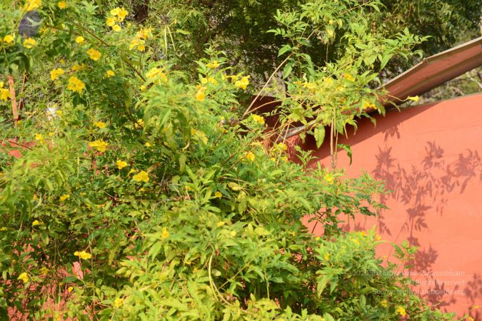 20170203 Photo 1256 1kFMpSb2gL4re6wRfoBBfKUGb4JGQsca4.JPG