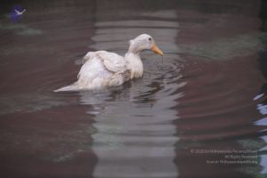 20170626 Photo 1061 1QoAS5h7yd43tw9mHZv3C2B9lpWiZBSDn.JPG